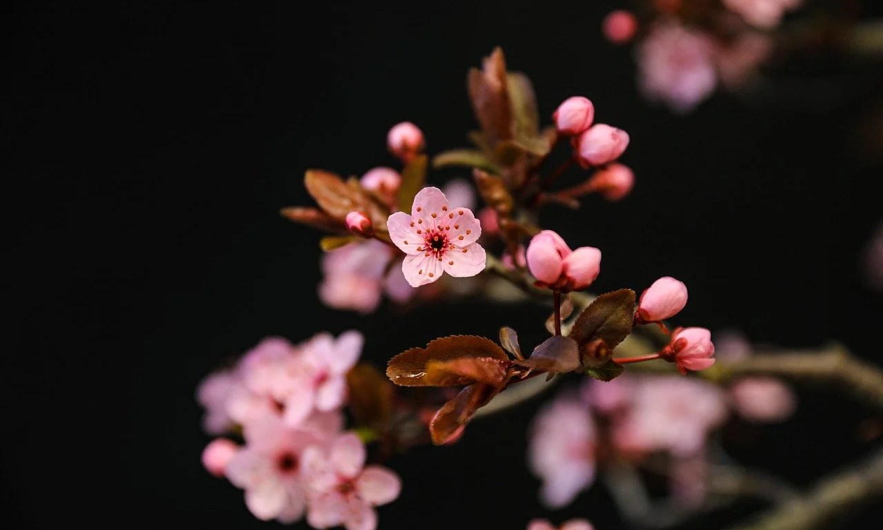 Imagem de Ilona Ilyés por Pixabay